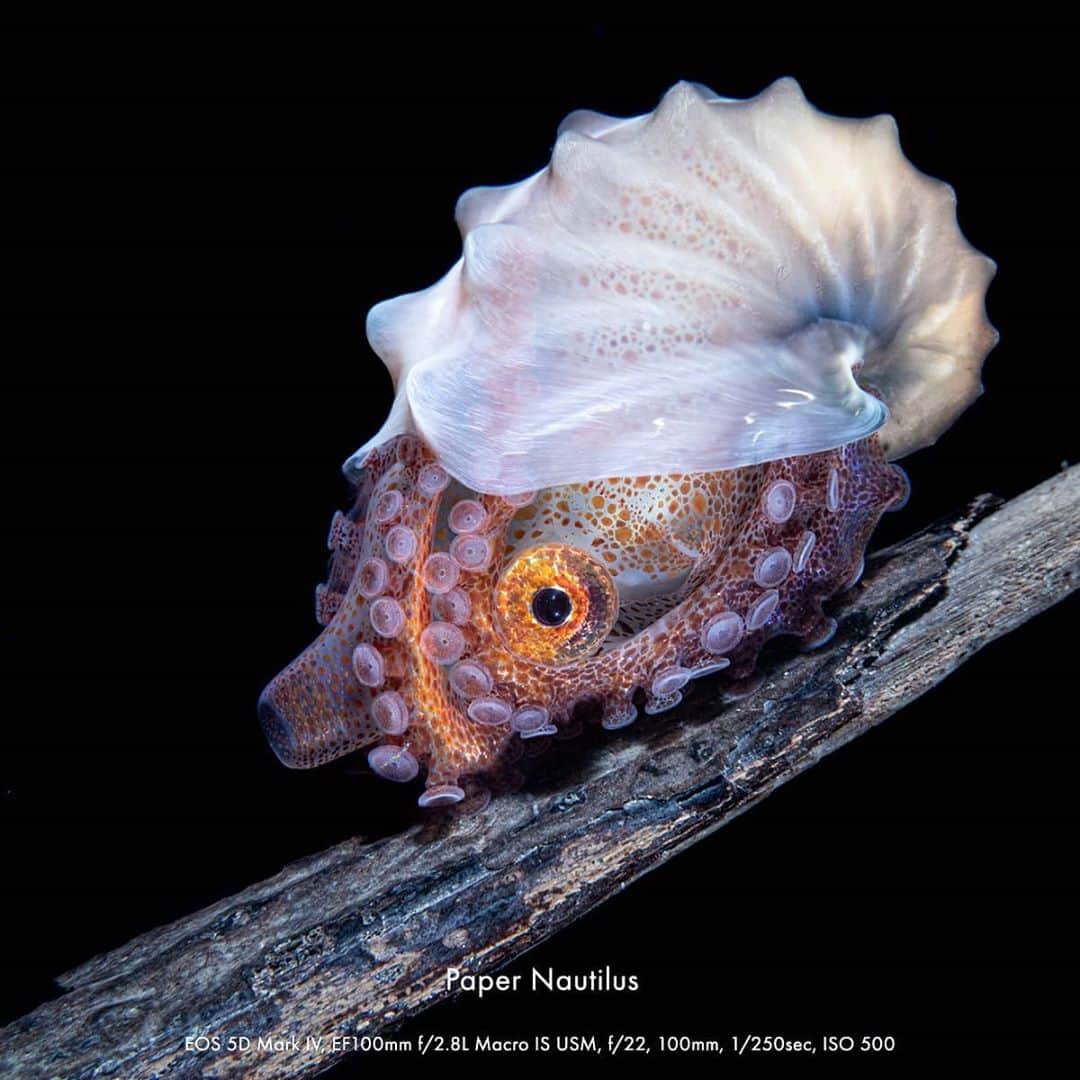 Canon Asiaさんのインスタグラム写真 - (Canon AsiaInstagram)「Colours are found everywhere - even in deep sea creatures 🐚  where sun rays can't reach.  . Take a dive with underwater macro photographer, @liliankoh and uncover the mini, beautiful twinkles ✨  that make the dark, mysterious sea a little less scary and a lot more magical.  . Check out her portfolio of sea creatures taken using the Canon EOS 5D Mark IV and read our interview with her on our bio!  . #canonasia #photography #explore #sea #creatures #colours #wildlife #animal #wildlifephotography #macro #macrophotography #diving #quality #sharp #lens #underwater」11月7日 18時41分 - canonasia