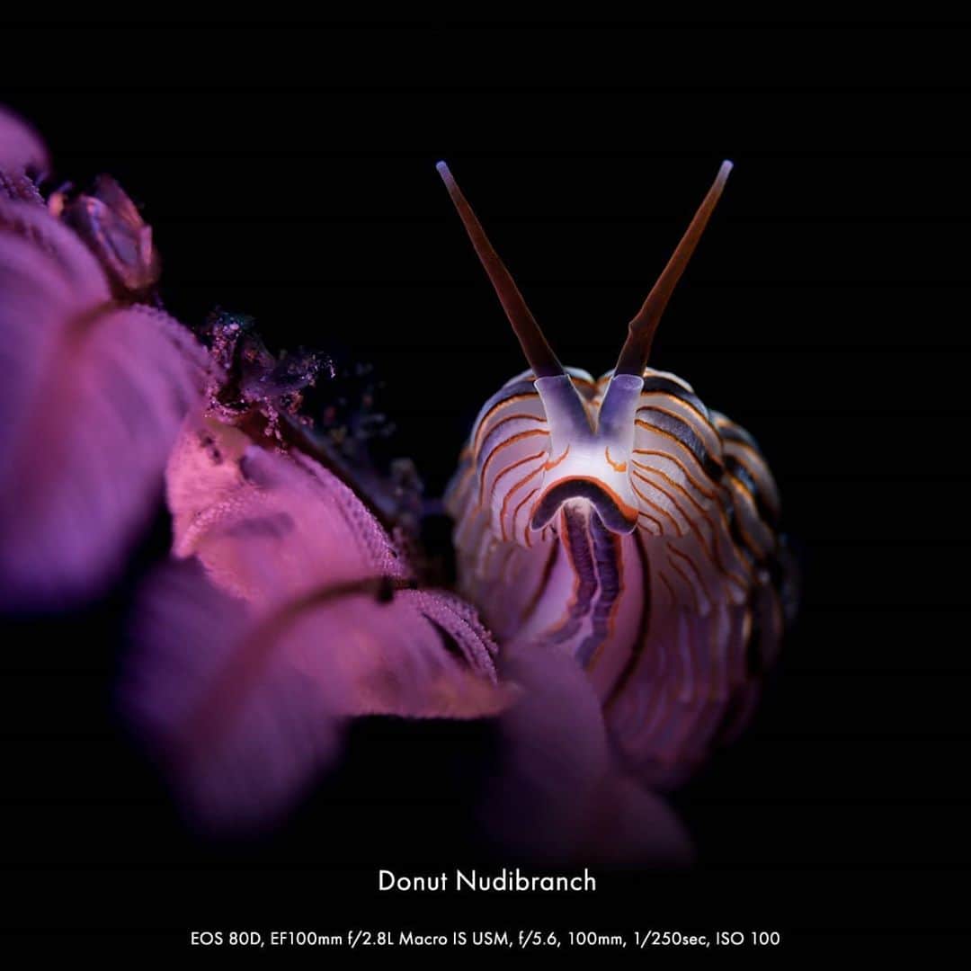 Canon Asiaさんのインスタグラム写真 - (Canon AsiaInstagram)「Colours are found everywhere - even in deep sea creatures 🐚  where sun rays can't reach.  . Take a dive with underwater macro photographer, @liliankoh and uncover the mini, beautiful twinkles ✨  that make the dark, mysterious sea a little less scary and a lot more magical.  . Check out her portfolio of sea creatures taken using the Canon EOS 5D Mark IV and read our interview with her on our bio!  . #canonasia #photography #explore #sea #creatures #colours #wildlife #animal #wildlifephotography #macro #macrophotography #diving #quality #sharp #lens #underwater」11月7日 18時41分 - canonasia