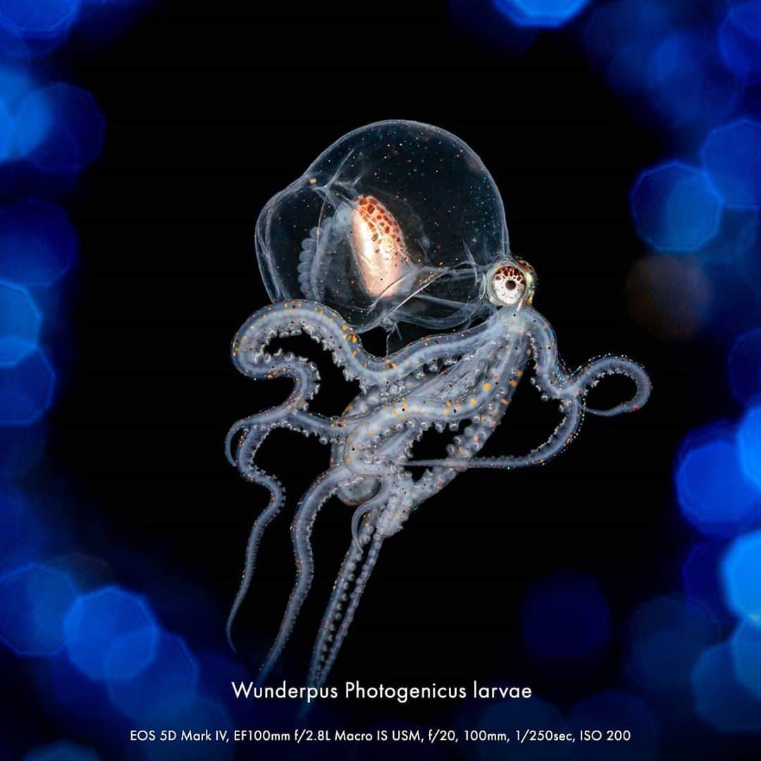 Canon Asiaさんのインスタグラム写真 - (Canon AsiaInstagram)「Colours are found everywhere - even in deep sea creatures 🐚  where sun rays can't reach.  . Take a dive with underwater macro photographer, @liliankoh and uncover the mini, beautiful twinkles ✨  that make the dark, mysterious sea a little less scary and a lot more magical.  . Check out her portfolio of sea creatures taken using the Canon EOS 5D Mark IV and read our interview with her on our bio!  . #canonasia #photography #explore #sea #creatures #colours #wildlife #animal #wildlifephotography #macro #macrophotography #diving #quality #sharp #lens #underwater」11月7日 18時41分 - canonasia