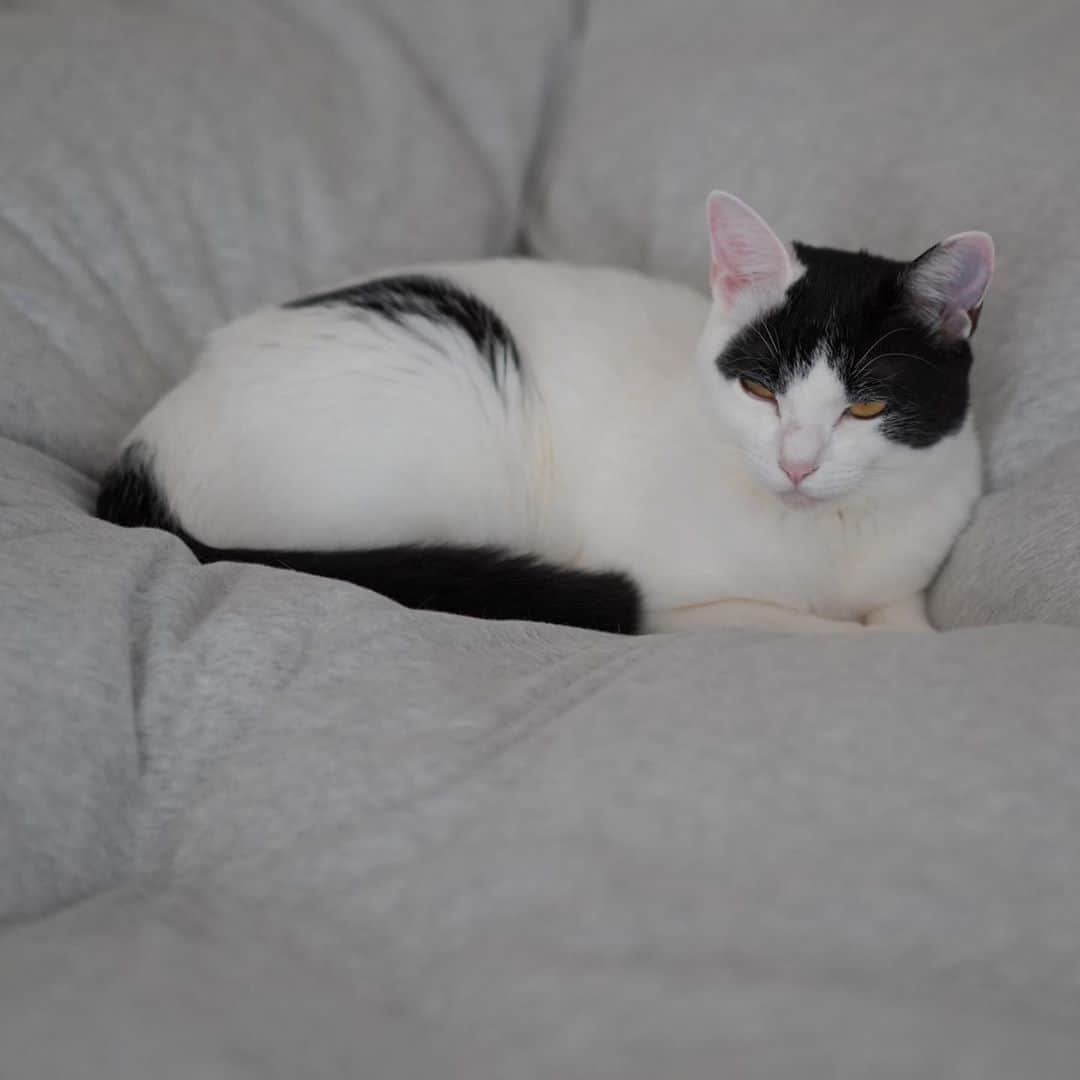 KAZUYAのインスタグラム：「今日のにゃんこ68。 ベッドで寝てるのが可愛いと思って撮影したら、すごく怖い表情になってしまったw #猫 #猫のいる暮らし #cat」