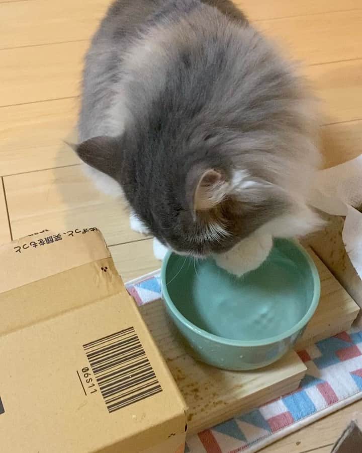 三好春奈のインスタグラム：「器用なのか、不器用なのか🤔 #cat #猫 #変な飲み方」