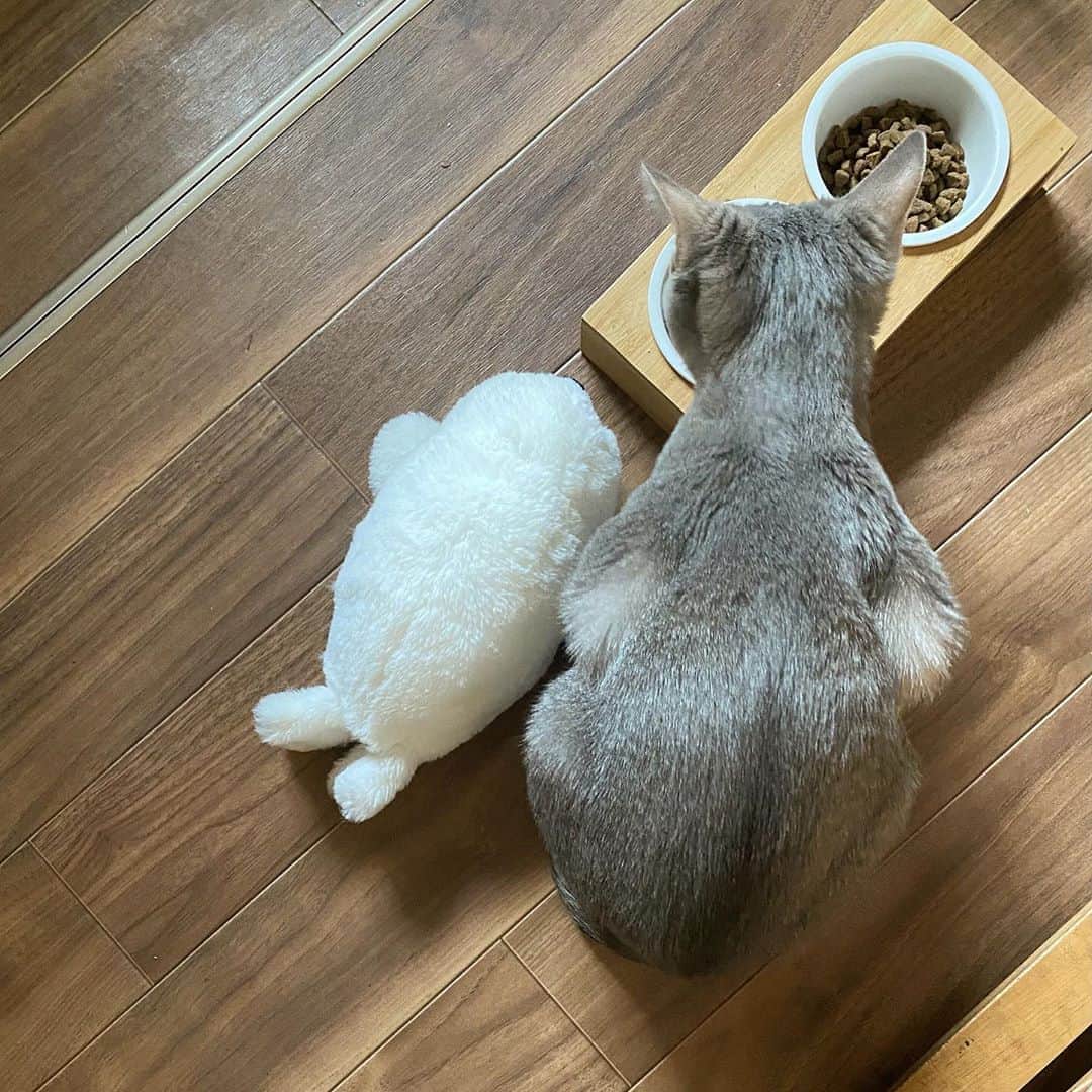 rats1316のインスタグラム：「・ 最近の麦と凱🐈🐈  今朝の凱がぬいぐるみ咥えて来て一緒に食事してるのには本当に笑わせてもらったし、癒された🥺 ・ ・ ・ #麦と凱#生後4ヶ月#保護猫#ねこすたぐらむ#猫のいる暮らし#ねこのいる生活」