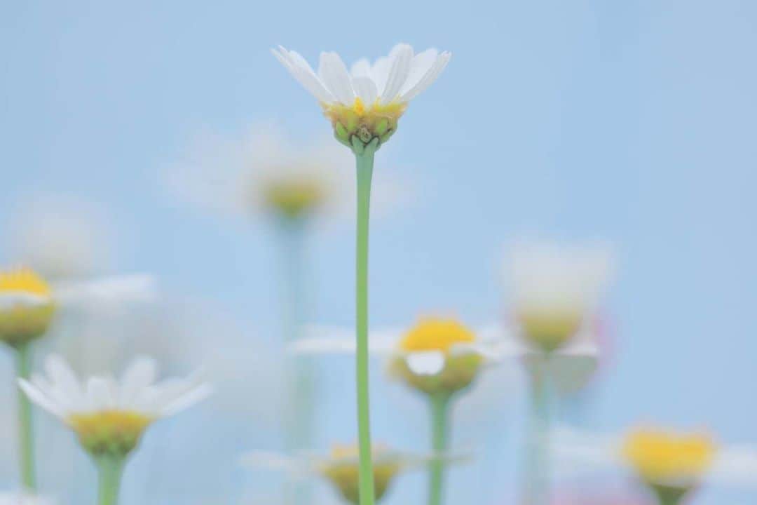 花の写真館のインスタグラム：「Photo by 落合 俊哉.⠀ .⠀ Original Post[投稿いただいたURL]⠀ https://www.facebook.com/photo.php?fbid=1442250992626226⠀ .⠀ 本アカウントは、 #私の花の写真 をつけてInstagramに投稿された皆さまの花の写真や、「花の写真館」Facebookページで投稿された花の写真を紹介します。⠀ 「花の写真館」Facebookページは、「 @floral.photograph 」のプロフィールにあるURLからご覧ください。⠀ .⠀ ※各自、政府、自治体など公的機関の指示に従った行動をお願いします。⠀⠀ 東京カメラ部および分室では、写真を「見る楽しみ」を提供することを通して、微力ながら皆様にわずかな時間でも癒しをお届けしたいと思っております。⠀ ※本アカウントは東京カメラ部がFacebook、Instagramのサービスを利用して運営しているもので、Facebook社・Instagramとは一切関係ありません。⠀ .⠀ #花の写真館 #floralphotograph #floralphoto #flower #flowers⠀ Follow: @floral.photograph」