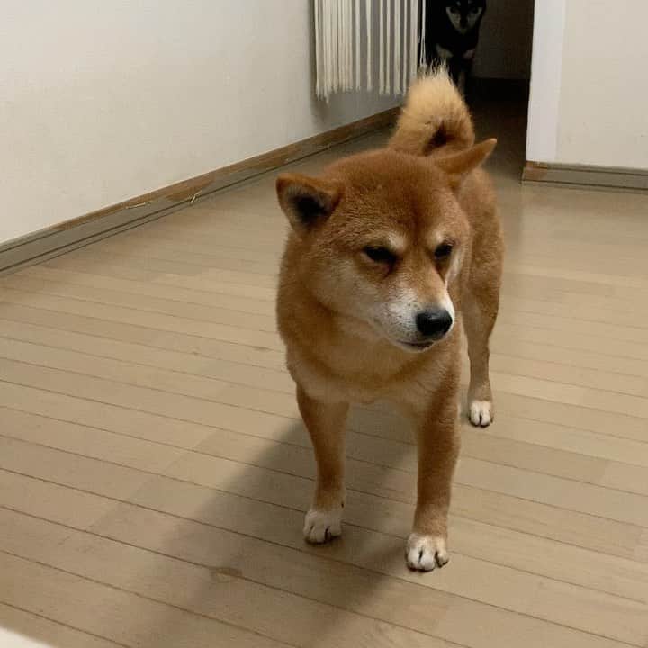 yu matsuのインスタグラム：「にいちゃんたちーぼくちんもいるよー。  #柴犬 おじさん達 #ひとり赤ちゃん」