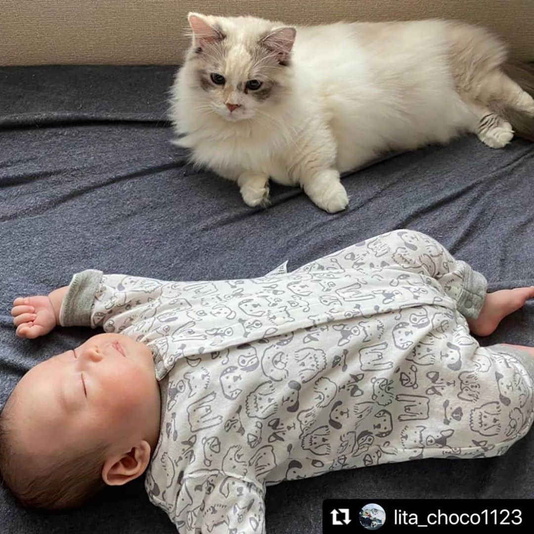 ねこさんのインスタグラム写真 - (ねこInstagram)「【#ねこは人を笑顔にする】❣️ 子守ねこ😸👶見守るニャ🍼 @lita_choco1123 さん、ありがとう🌟✨⚡️ #Repost @lita_choco1123 with @make_repost ・・・ . . . よく寝るにゃ 大きくなったにゃー . . . #ねこ写真 #ねこのいる暮らし #ねこのきもち #ねこは人を笑顔にする #ねことあかちゃん #マンチカン #添い寝猫 #みまもりねこ #catstagram #catlover #catandbaby」11月7日 19時56分 - neko_magazine