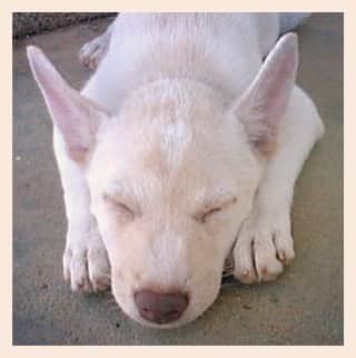 パンといっぴきさんのインスタグラム写真 - (パンといっぴきInstagram)「保護されたシェルターでのキップル。2ヶ月ほど人なれ親ばなれするまでお世話していただいてから、里親募集されました。  #元保護犬 #雑種犬 #crossbreed #mixdog」11月7日 20時01分 - kwhr725