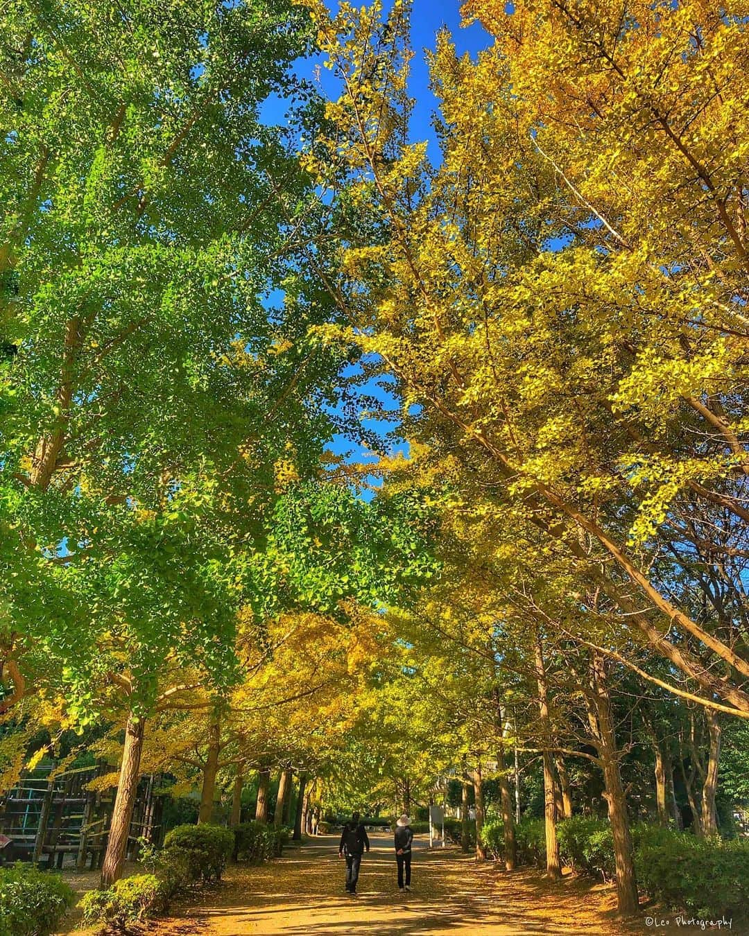 leo7000のインスタグラム：「紅葉が見頃ですね‼️ 近所の公園も綺麗でした🍁🍂 IG皆さん、素敵な週末を〜♪😊👋🏻 🍺🍺✨」