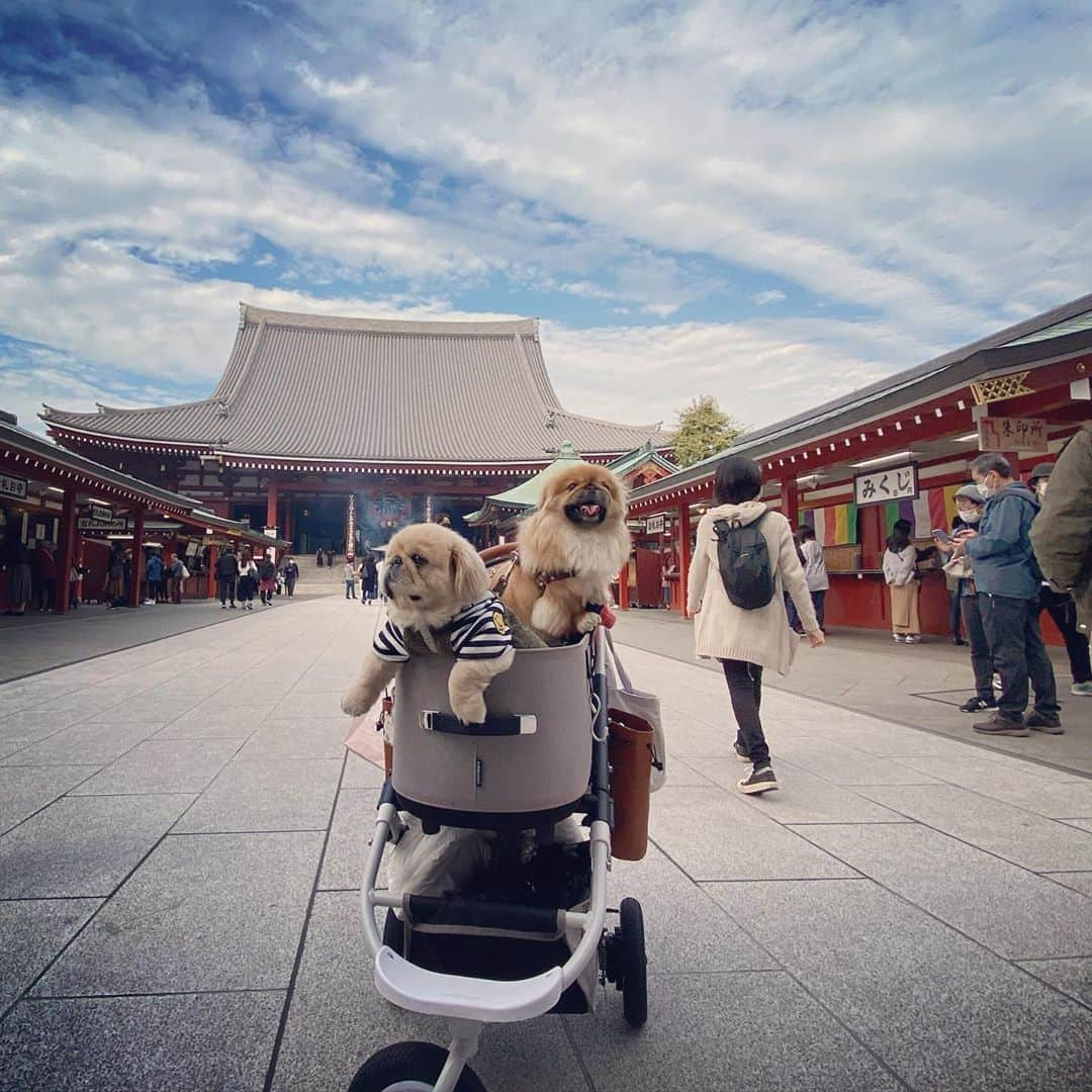 梅宮アンナさんのインスタグラム写真 - (梅宮アンナInstagram)「今日は浅草へ💕💕 @ume.fuku.papa  ふくちゃんに逢いに🐶「ふく助」君は、ペキニーズの5歳です  ふくちゃんは、ペキニーズの男の子です🐶  とてもおっとりしているの✨✨✨  仕草可愛いの〜😍 ふくちゃんファミリーと、  ランチをして😊  そのあと、みんなで歩いて、  おみくじ引いて、  私は半吉でした😅  ももかは、凶引いて😳  🤪🤪  今日は楽しく、温まる良い日でした！  #ペキニーズ #浅草」11月7日 20時05分 - annaumemiya