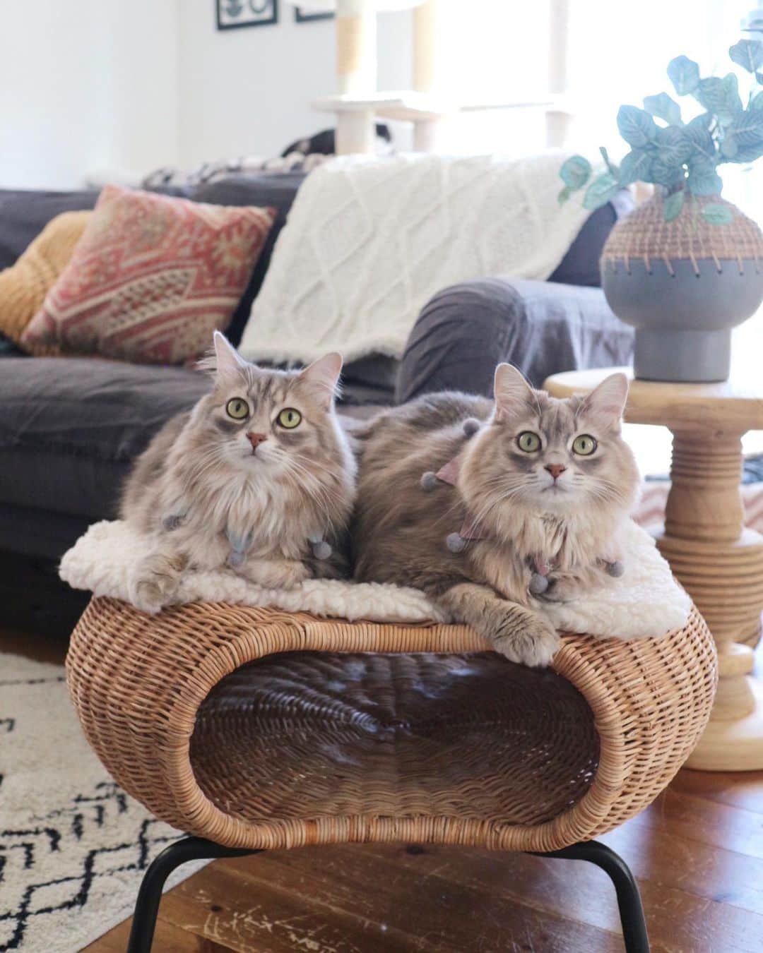 nocoaのインスタグラム：「． ほんまにいつも一緒🥰 ノア見つけた人🙋🏻‍♀️ ． 新調したボアマットがふかふかで良い✨ @necoto.interior   ． #ロイサラ成長記録 #petokotoインスタモデル」
