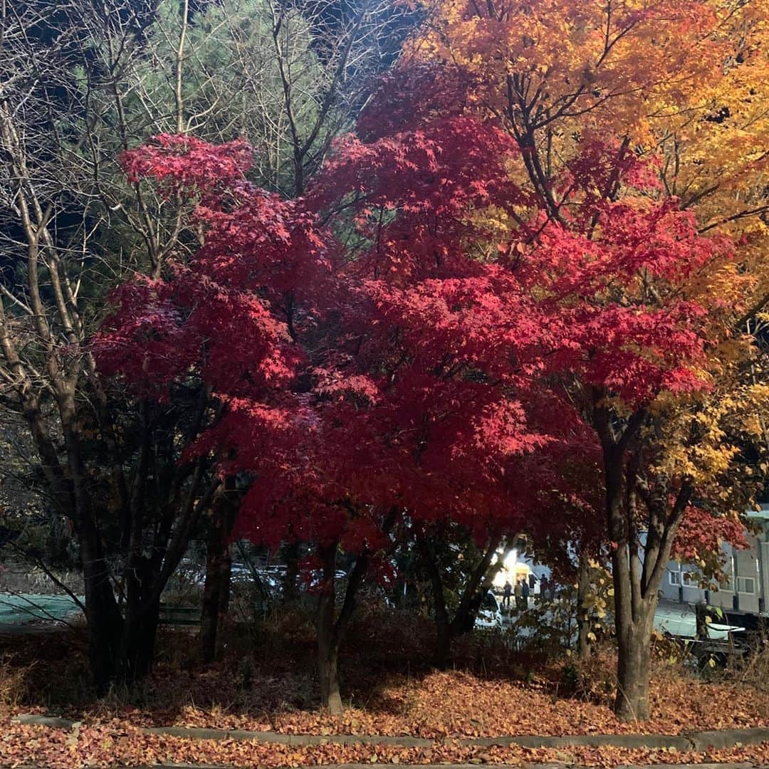 コ・ギョンピョさんのインスタグラム写真 - (コ・ギョンピョInstagram)「가울..🍁🍂🥶」11月7日 20時18分 - kopular