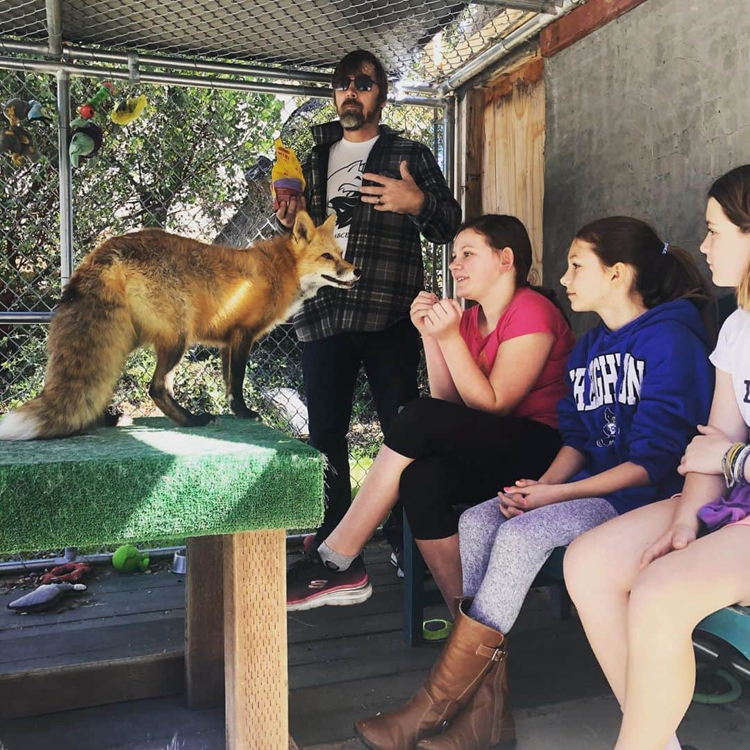 Rylaiさんのインスタグラム写真 - (RylaiInstagram)「Fox Encounter Saturdays!!  . Throw back from last year to a super fun Fox encounter we had with some young girls!! We allow children age 9 and above in our private fox encounters and they make an amazing Holiday/Birthday present for the animal lover in your life while supporting a non-profit!!!  . Our encounters now include Lucan, our wolf Ambassador!!! Yes, you get to interact with foxes and wolves!!! Oh my!!  . . . #support #fox #foxes #animalencounters #holiday #present #gift #bestgift #uniquegift #viktor #maksa #mikhail #ishy #lucan #wolves #animals #animallovers #conservation #sandiego #socal #julian #jabcecc #wolvesofinstagram #furfree  .」11月8日 1時44分 - jabcecc