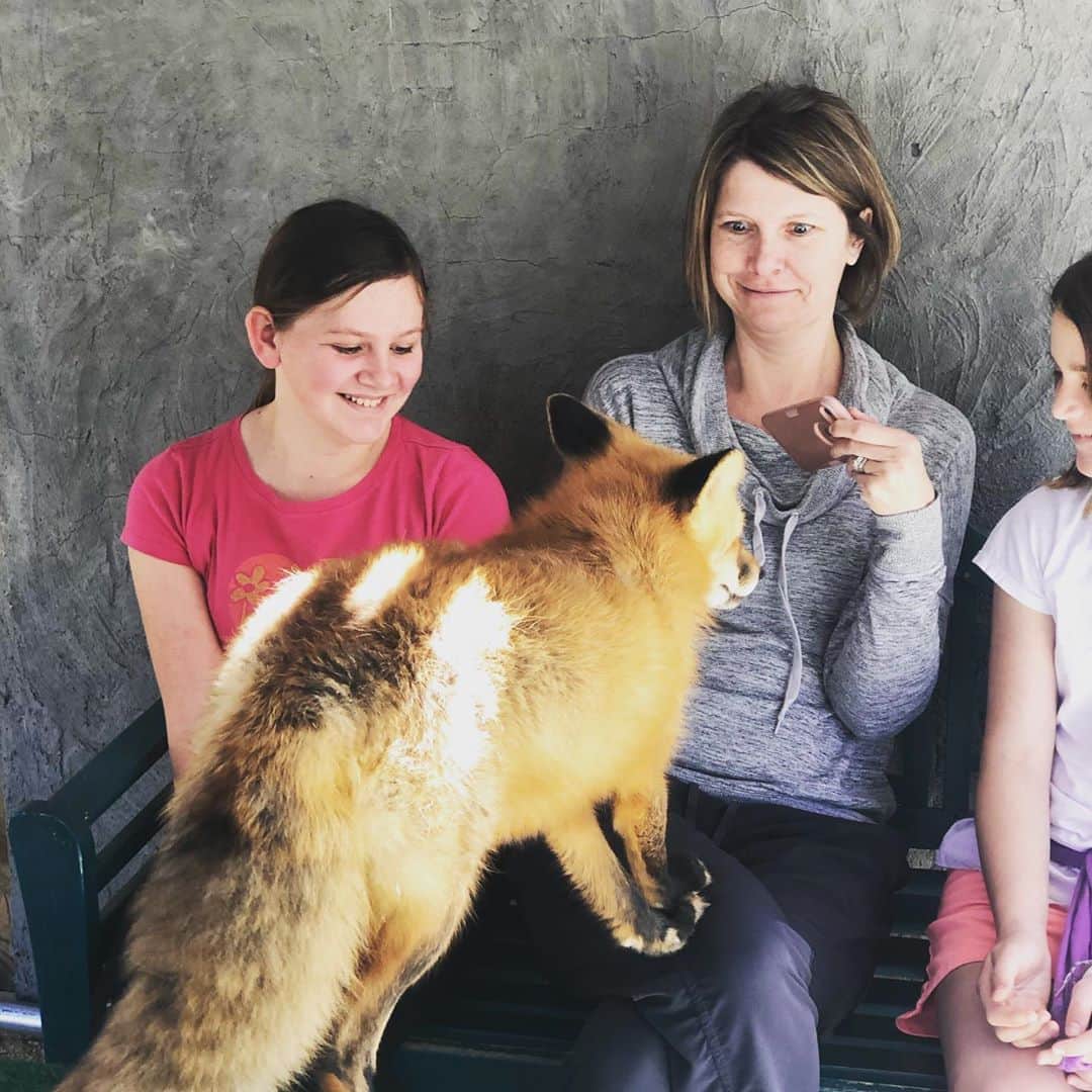 Rylaiさんのインスタグラム写真 - (RylaiInstagram)「Fox Encounter Saturdays!!  . Throw back from last year to a super fun Fox encounter we had with some young girls!! We allow children age 9 and above in our private fox encounters and they make an amazing Holiday/Birthday present for the animal lover in your life while supporting a non-profit!!!  . Our encounters now include Lucan, our wolf Ambassador!!! Yes, you get to interact with foxes and wolves!!! Oh my!!  . . . #support #fox #foxes #animalencounters #holiday #present #gift #bestgift #uniquegift #viktor #maksa #mikhail #ishy #lucan #wolves #animals #animallovers #conservation #sandiego #socal #julian #jabcecc #wolvesofinstagram #furfree  .」11月8日 1時44分 - jabcecc
