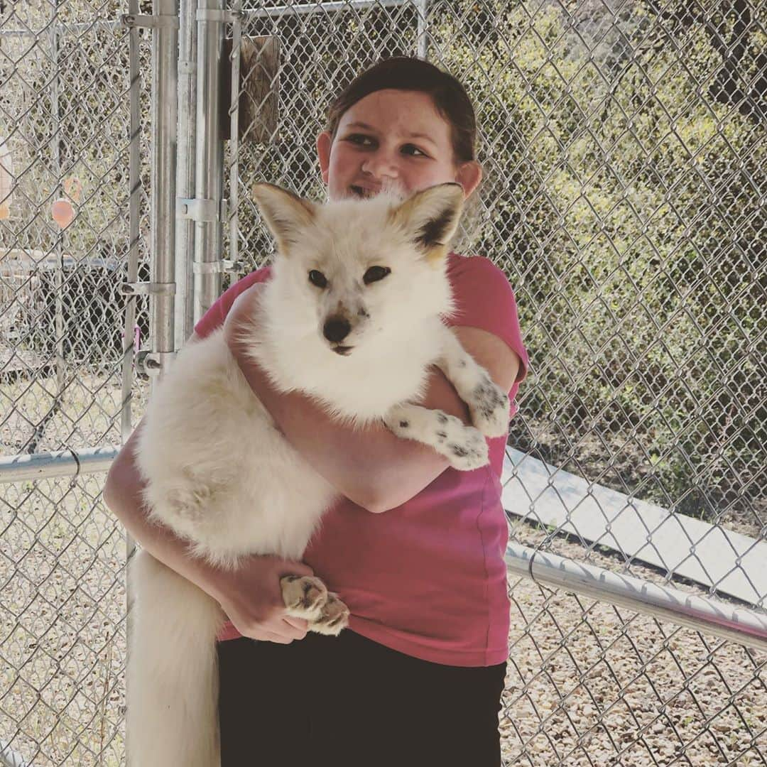 Rylaiさんのインスタグラム写真 - (RylaiInstagram)「Fox Encounter Saturdays!!  . Throw back from last year to a super fun Fox encounter we had with some young girls!! We allow children age 9 and above in our private fox encounters and they make an amazing Holiday/Birthday present for the animal lover in your life while supporting a non-profit!!!  . Our encounters now include Lucan, our wolf Ambassador!!! Yes, you get to interact with foxes and wolves!!! Oh my!!  . . . #support #fox #foxes #animalencounters #holiday #present #gift #bestgift #uniquegift #viktor #maksa #mikhail #ishy #lucan #wolves #animals #animallovers #conservation #sandiego #socal #julian #jabcecc #wolvesofinstagram #furfree  .」11月8日 1時44分 - jabcecc