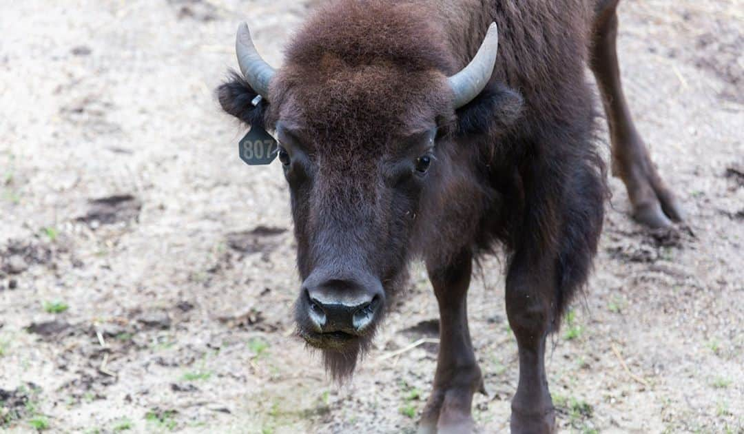 スミソニアン国立動物園のインスタグラム