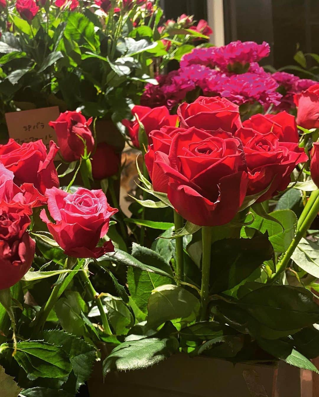 ダレノガレ明美さんのインスタグラム写真 - (ダレノガレ明美Instagram)「仕事後のお花屋さん☺️🥀 #お花のある暮らし」11月7日 20時18分 - darenogare.akemi