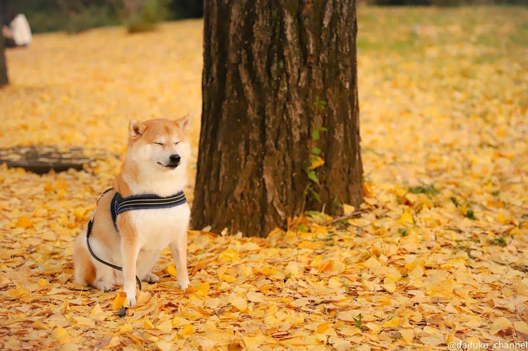 のインスタグラム：「実を踏めば　にほひするなり　いちょうの木🐶🍂 Shall we dance wiz ginkgo leaf🐶💃? #紅葉　#銀杏　#いちょう　#ginkgo」