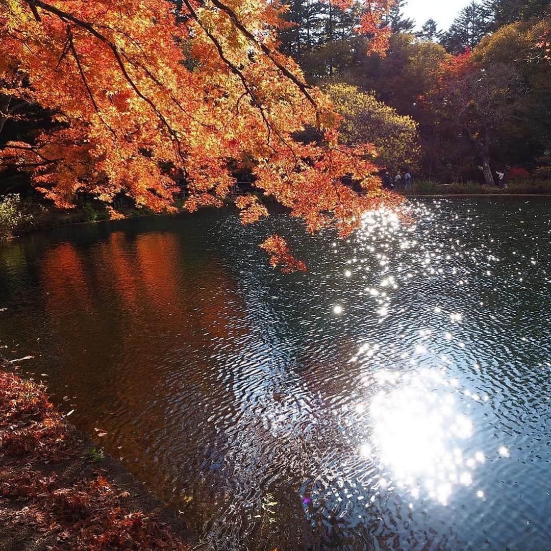 角田聖奈さんのインスタグラム写真 - (角田聖奈Instagram)「自然がたくさんあるところではカメラが楽しくて仕方ない🥰📸🍁  早く写真が撮りたくてチャリ爆走してましたw #nofilter #私の作品 #olympuspen #カメラ女子 #カメラ練習中 #カメラ好きな人と繋がりたい #カメラのある生活 #自然 #紅葉 #軽井沢 #雲場池」11月7日 20時25分 - seina1105