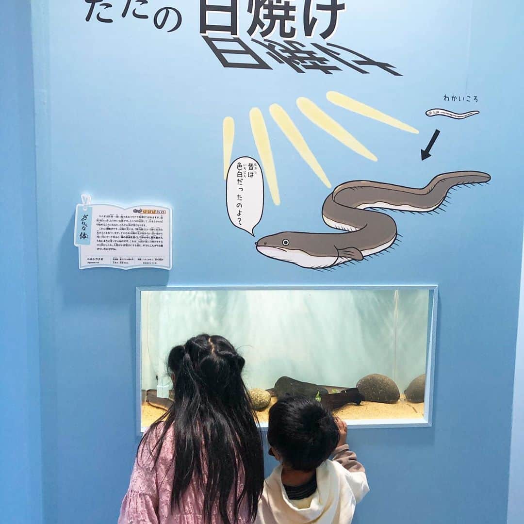 筧沙奈恵さんのインスタグラム写真 - (筧沙奈恵Instagram)「子どもたちとサンシャイン水族館へ行ってきました😊 ・ 海の生き物が大好きな2人は夢中😍 ・ クラゲを近くでじーっと見て「中身が赤いねー！」「こっちは小さいから赤ちゃんだね。」と会話している姿が微笑ましい👦👧 ・ 鬼滅の刃の謎解きが開催されていたので、先日に引き続き挑戦！意外と難しいので、私も一生懸命考えました😂 ・ 娘が大好きな「ざんねんないきもの展」にも行ってきました🐡生き物のクスッと笑えるおもしろい生態が紹介されています👀 ・ ざんねんないきもの事典の本のおかげで、娘の豆知識がどんどん増えていく👧いつも「知ってるー？」と私に教えてくれます😌 ・ #サンシャイン　#サンシャイン水族館　#クラゲ　#jerryfish #子連れお出かけ　#家族でお出かけ #水族館　#鬼滅の刃　#鬼滅の刃謎解き　#姉弟　#2児ママ　#ざんねんないきもの事典 #ざんねんないきもの展」11月7日 20時36分 - sanaekakei