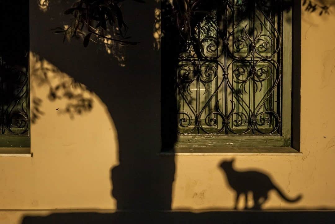 National Geographic Travelさんのインスタグラム写真 - (National Geographic TravelInstagram)「Photo by @francescolastrucci / Late afternoon light in the historic Plaka, at the foot of the Acropolis of Athens in Greece. While using one of the typical windows as a background, I was playing with the silhouettes of two of the usual residents of the neighborhood: a cat and an olive tree. Follow me @francescolastrucci for more places, daily life, and stories around the world. #athens #greece #dailylife」11月7日 20時38分 - natgeotravel