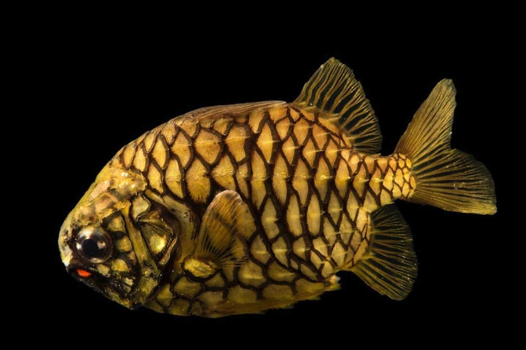 Joel Sartoreさんのインスタグラム写真 - (Joel SartoreInstagram)「Unlike many species of fish which sport scales, pinecone fish like this one @dallas_childrens_aquarium are covered in scutes, which create a horny outer layer that is not too different from the texture of a real pinecone. Most active at night, this fish has light producing organs filled with luminescent bacteria on each side of its lower jaw. Researchers are not certain of the light’s true function, but it is suspected that it may help the fish to see at night, or to attract prey. #fish #pinecone #pineconefish #scutes #nocturnal #luminescent #PhotoArk #savetogether」11月7日 20時46分 - joelsartore