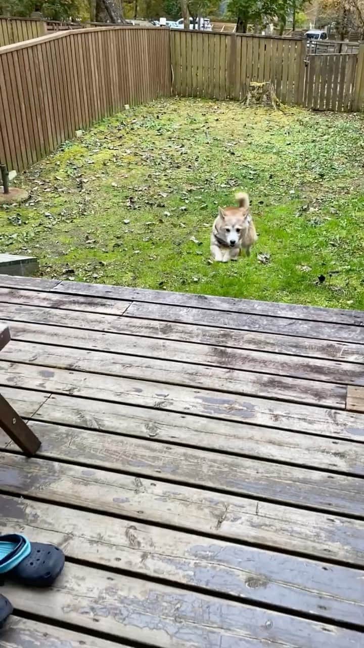 柴犬 けんしろう ゆりあのインスタグラム：「🐕💨💨💨  もうどうにもとまらない〜🤣🤣🤣  最後はけんちゃんストップで ようやく止まりました〜🐶✋😂  #元保護犬 #保護犬を家族に   Location:森の中のコテージ🏡(2020.10月撮影)」