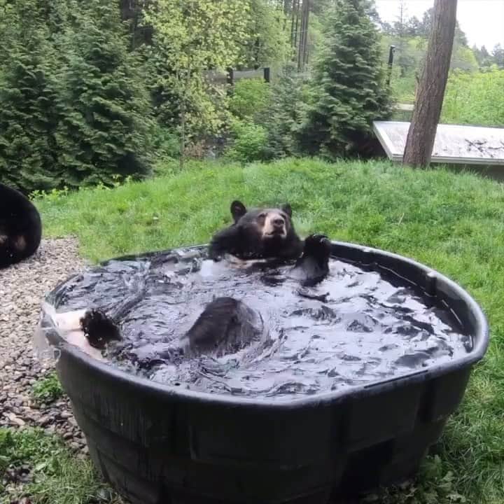 animals.coのインスタグラム：「Tub time 🐻🛁 Video by @oregonzoo」