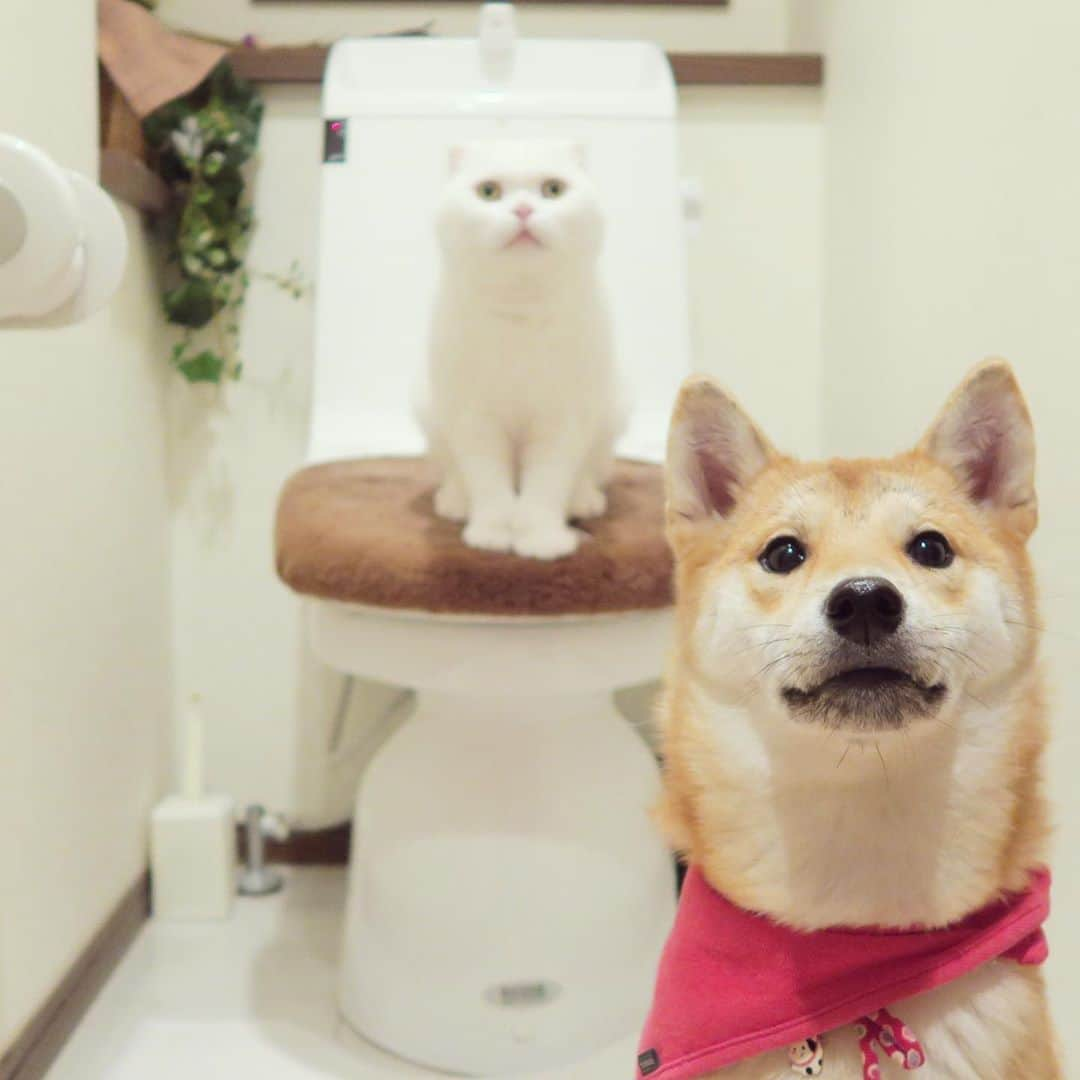 yokoのインスタグラム：「Can I use the restroom? 鎮座  #トイレのマリ様  #こまいぬ」