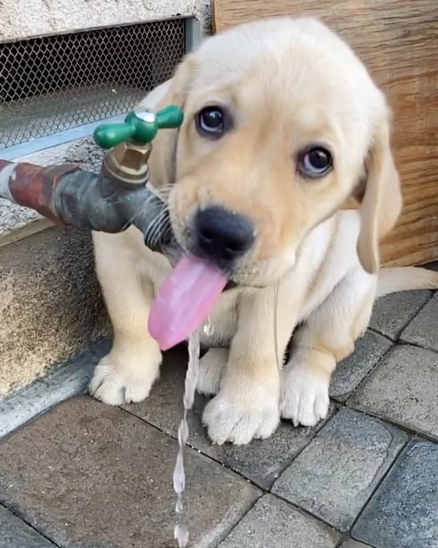 Daily The Best And Funniest Videosのインスタグラム：「Little Walter staying hydrated after some play time 🐶😍 By @walter.yonemura」