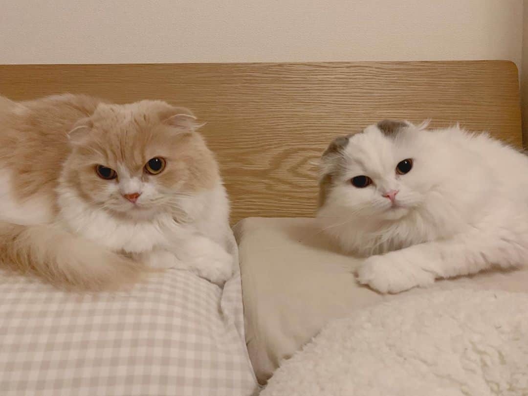 のんたのインスタグラム：「sisters❤️ おねえちゃんたちも元気です！ ・ #scottishfold #catstagram_japan #catsofinstagram #cats_of_instagram#catoftheday #ilovemycat #bestmeow #catlover #cutecat #kittensofinstagram #cute #スコティッシュフォールド#sisters#mygirls」