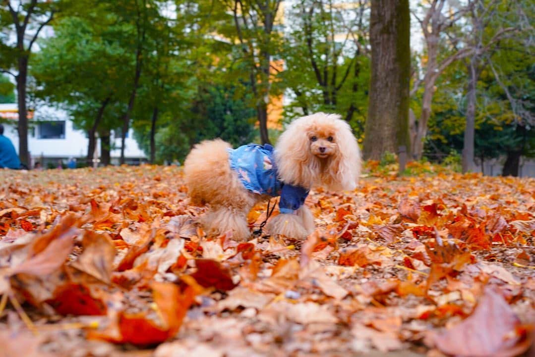 Toypoodle Mikuru?Asakusa Tokyoのインスタグラム：「20201107 Saturday. 久しぶりにパパとお出かけしました😄 目白→高田馬場→大久保→新宿の都会コースをお散歩しましたよ😄 途中 @res_cafe でsweets休憩🍮 パパがイチゴのミルフィーユ。私が和栗のプリンモンブランを食べました😋 美味しかったです❣️ . みきゅるんは疲れたのかカフェでずっと寝てました😴 そりゃ疲れるはずです。 家に帰って移動距離みたら12.7キロでした😂 みきゅるんキャリーバッグ移動もあったけど、5キロは歩いてるはず。 今夜はゆっくり寝てくれそうです💞 . #目白からの新宿散歩 #リスカフェ #和栗」