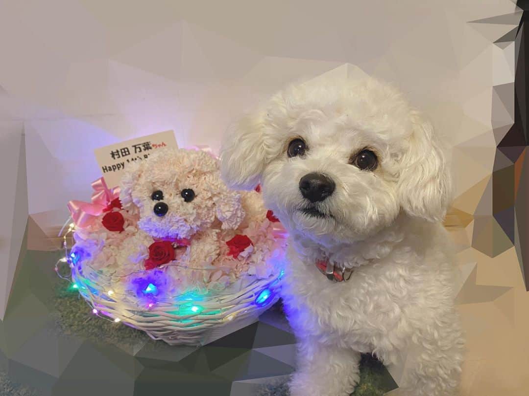 村田万葉のインスタグラム：「🐶 ・ かわいいです本当に😭🤍 そっくりです🥺🥺 ・ ・ カラフルなライトもリボンも可愛いし、そっくりすぎるこまちもかわいいし、素敵なお花本当にありがとうございます😭🌷 ・ こまちももう1匹の自分ができて喜んでます🥺🤍 ・ ・ #お花 #プリザーブドフラワー #愛犬」