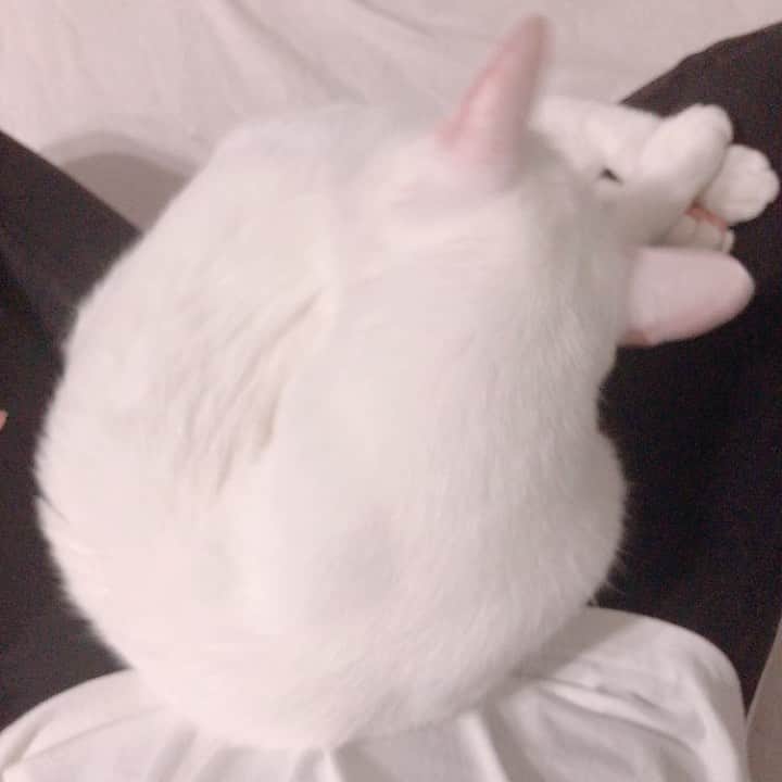 秋田知里のインスタグラム：「なんて可愛くて愛おしい生き物なのだろうか #布団カバーの実家感笑 #みかんとふう #猫 #猫のいる暮らし #ねこすたぐらむ #ねこ #ネコ #cat #白猫 #オッドアイ #双子」