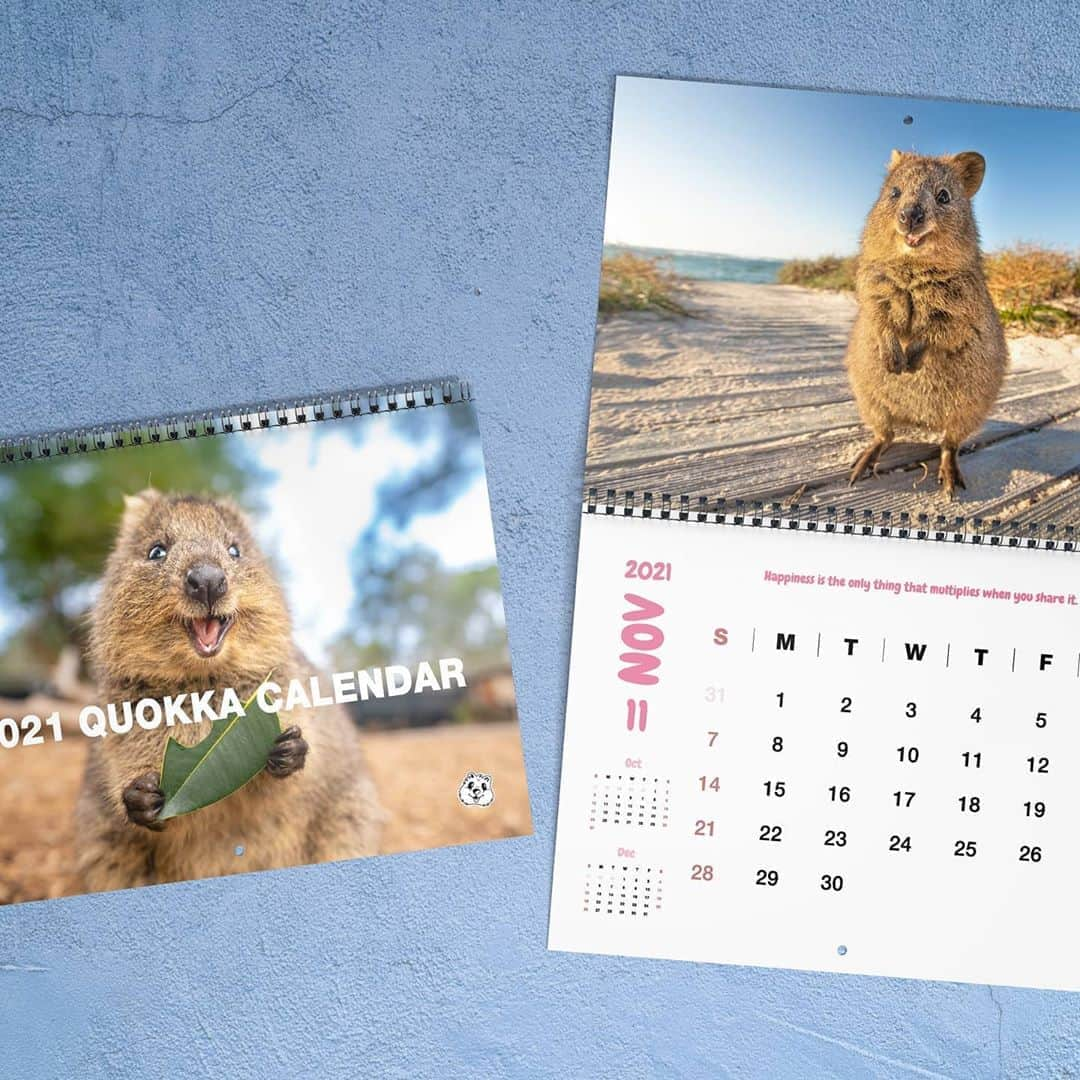 アラン・ディクソンさんのインスタグラム写真 - (アラン・ディクソンInstagram)「If you want to support Quokkas and smile everyday I released the 2021 Quokka Calendar! I've poured so much love into this.  Click my bio link right now, or the @quokkahub bio link and purchase the best 2021 Quokka Calendar!  Free Shipping! we deliver to your house for free, worldwide.  Yes this calendar actually helps quokkas. Proceeds from your purchase will go to the Rottnest Foundation who are directly working with quokkas and the environment on Rottnest Island. Caring for the quokkas by planting seeds to revegetate their environment as well as monitoring their health and population. Eventually you'll be able to join them with planting. If you would like to know more about the Rottnest Foundation and see where your money goes then please visit their website. www.rottnestfoundation.org.au.   Thank you beauties! 🐻🙌😁  #quokkastgram #quokkaselfie #quokka #quokkas #rottnestisland #rottnest #westernaustralia #australia #instaquokka #wildlifeconservatiom #wildlife #animals #animalselfie #animallovers」11月7日 21時54分 - daxon