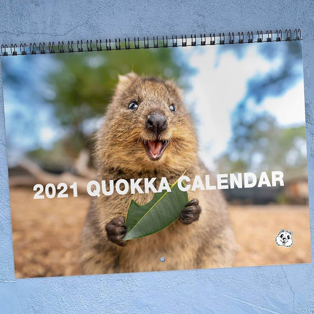 アラン・ディクソンさんのインスタグラム写真 - (アラン・ディクソンInstagram)「If you want to support Quokkas and smile everyday I released the 2021 Quokka Calendar! I've poured so much love into this.  Click my bio link right now, or the @quokkahub bio link and purchase the best 2021 Quokka Calendar!  Free Shipping! we deliver to your house for free, worldwide.  Yes this calendar actually helps quokkas. Proceeds from your purchase will go to the Rottnest Foundation who are directly working with quokkas and the environment on Rottnest Island. Caring for the quokkas by planting seeds to revegetate their environment as well as monitoring their health and population. Eventually you'll be able to join them with planting. If you would like to know more about the Rottnest Foundation and see where your money goes then please visit their website. www.rottnestfoundation.org.au.   Thank you beauties! 🐻🙌😁  #quokkastgram #quokkaselfie #quokka #quokkas #rottnestisland #rottnest #westernaustralia #australia #instaquokka #wildlifeconservatiom #wildlife #animals #animalselfie #animallovers」11月7日 21時54分 - daxon