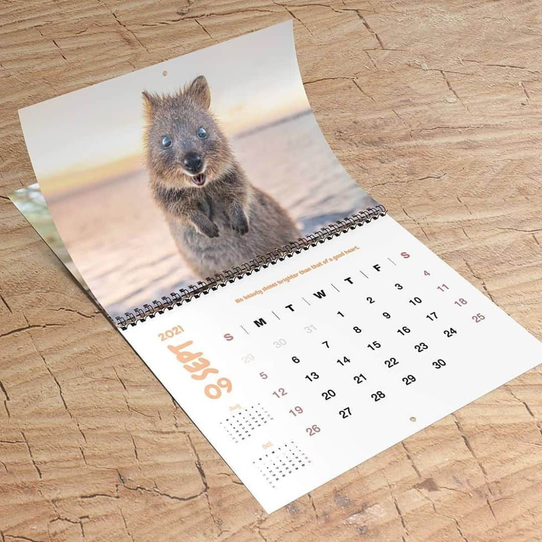 アラン・ディクソンさんのインスタグラム写真 - (アラン・ディクソンInstagram)「If you want to support Quokkas and smile everyday I released the 2021 Quokka Calendar! I've poured so much love into this.  Click my bio link right now, or the @quokkahub bio link and purchase the best 2021 Quokka Calendar!  Free Shipping! we deliver to your house for free, worldwide.  Yes this calendar actually helps quokkas. Proceeds from your purchase will go to the Rottnest Foundation who are directly working with quokkas and the environment on Rottnest Island. Caring for the quokkas by planting seeds to revegetate their environment as well as monitoring their health and population. Eventually you'll be able to join them with planting. If you would like to know more about the Rottnest Foundation and see where your money goes then please visit their website. www.rottnestfoundation.org.au.   Thank you beauties! 🐻🙌😁  #quokkastgram #quokkaselfie #quokka #quokkas #rottnestisland #rottnest #westernaustralia #australia #instaquokka #wildlifeconservatiom #wildlife #animals #animalselfie #animallovers」11月7日 21時54分 - daxon