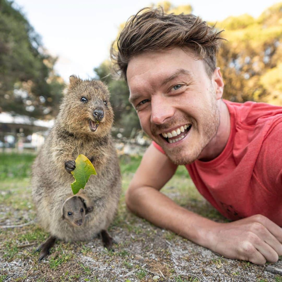 アラン・ディクソンさんのインスタグラム写真 - (アラン・ディクソンInstagram)「If you want to support Quokkas and smile everyday I released the 2021 Quokka Calendar! I've poured so much love into this.  Click my bio link right now, or the @quokkahub bio link and purchase the best 2021 Quokka Calendar!  Free Shipping! we deliver to your house for free, worldwide.  Yes this calendar actually helps quokkas. Proceeds from your purchase will go to the Rottnest Foundation who are directly working with quokkas and the environment on Rottnest Island. Caring for the quokkas by planting seeds to revegetate their environment as well as monitoring their health and population. Eventually you'll be able to join them with planting. If you would like to know more about the Rottnest Foundation and see where your money goes then please visit their website. www.rottnestfoundation.org.au.   Thank you beauties! 🐻🙌😁  #quokkastgram #quokkaselfie #quokka #quokkas #rottnestisland #rottnest #westernaustralia #australia #instaquokka #wildlifeconservatiom #wildlife #animals #animalselfie #animallovers」11月7日 21時54分 - daxon