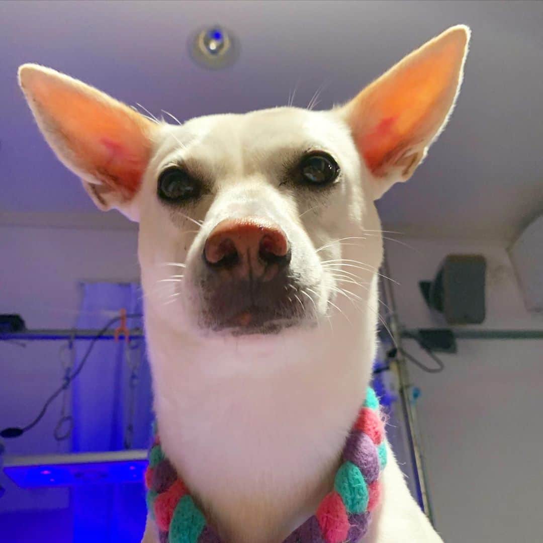 柴犬ハル&保護犬すずのインスタグラム