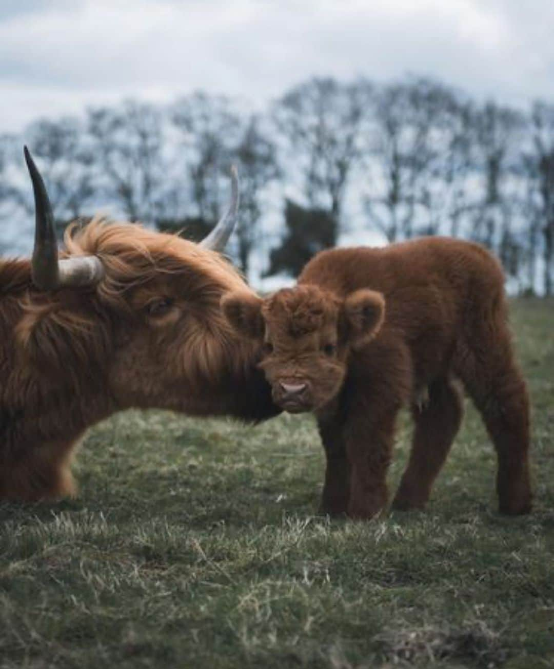 animalsさんのインスタグラム写真 - (animalsInstagram)「How cute is this baby cow and its momma on a scale of 1-10? 🐮🤎 Photo by: @_nickbanis」11月7日 22時14分 - babyanmlpics