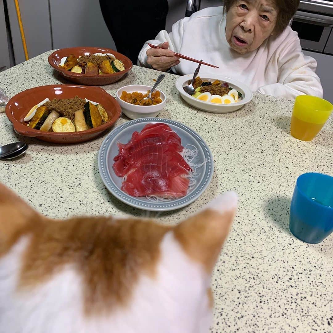 Kachimo Yoshimatsuさんのインスタグラム写真 - (Kachimo YoshimatsuInstagram)「なんですか？ そのあかいの。 おいしいの？ たべたことないけど、 おいしそうなきがするんだけど。 ねえ、おいしいの？おいしいの？  #うちの猫ら #oinari #バーバ #バーバと猫 #猫 #ねこ #cat #ネコ #catstagram #ネコ部 http://kachimo.exblog.jp」11月7日 22時14分 - kachimo