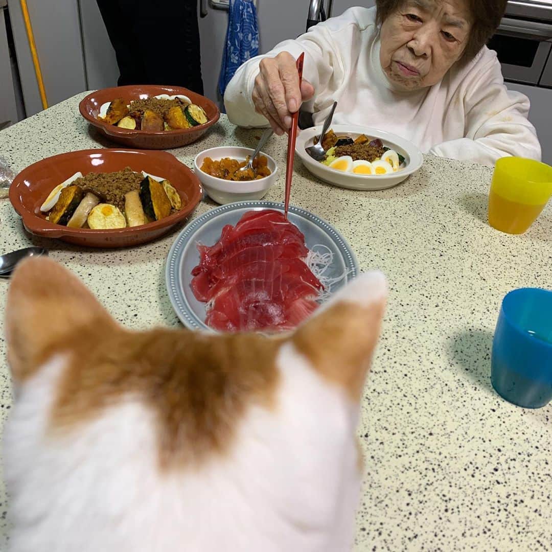 Kachimo Yoshimatsuさんのインスタグラム写真 - (Kachimo YoshimatsuInstagram)「なんですか？ そのあかいの。 おいしいの？ たべたことないけど、 おいしそうなきがするんだけど。 ねえ、おいしいの？おいしいの？  #うちの猫ら #oinari #バーバ #バーバと猫 #猫 #ねこ #cat #ネコ #catstagram #ネコ部 http://kachimo.exblog.jp」11月7日 22時14分 - kachimo