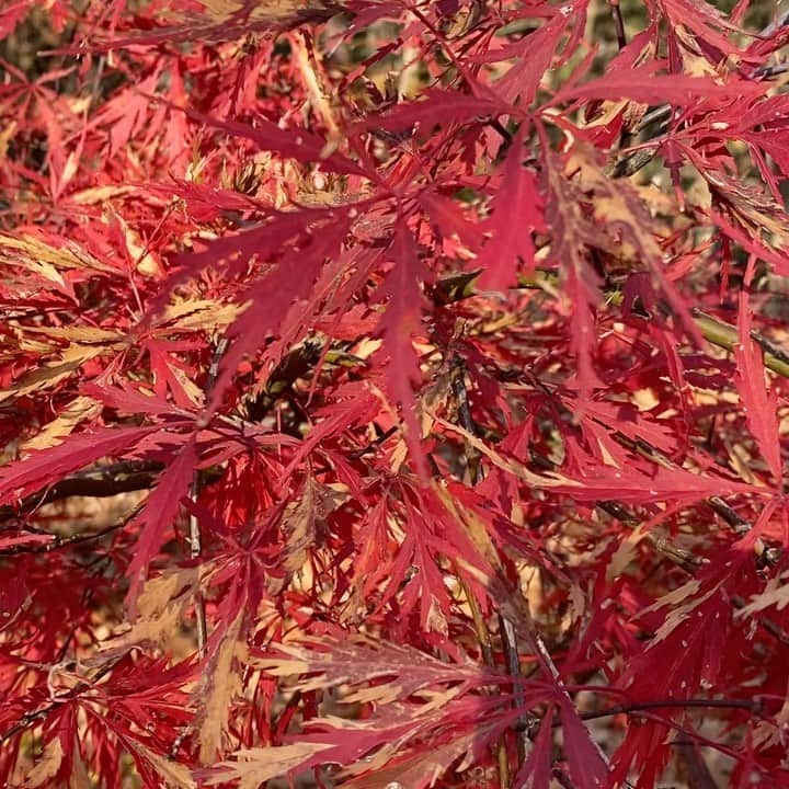 稲木ジョージのインスタグラム：「Personal mood board 🍁🍂」