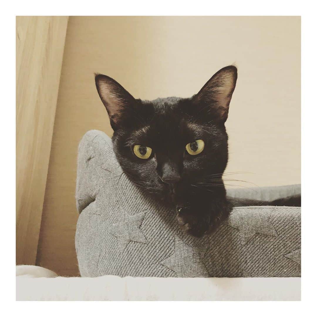 こむぎのインスタグラム：「* ラブリーまゆげちゃん #黒猫ごま味」