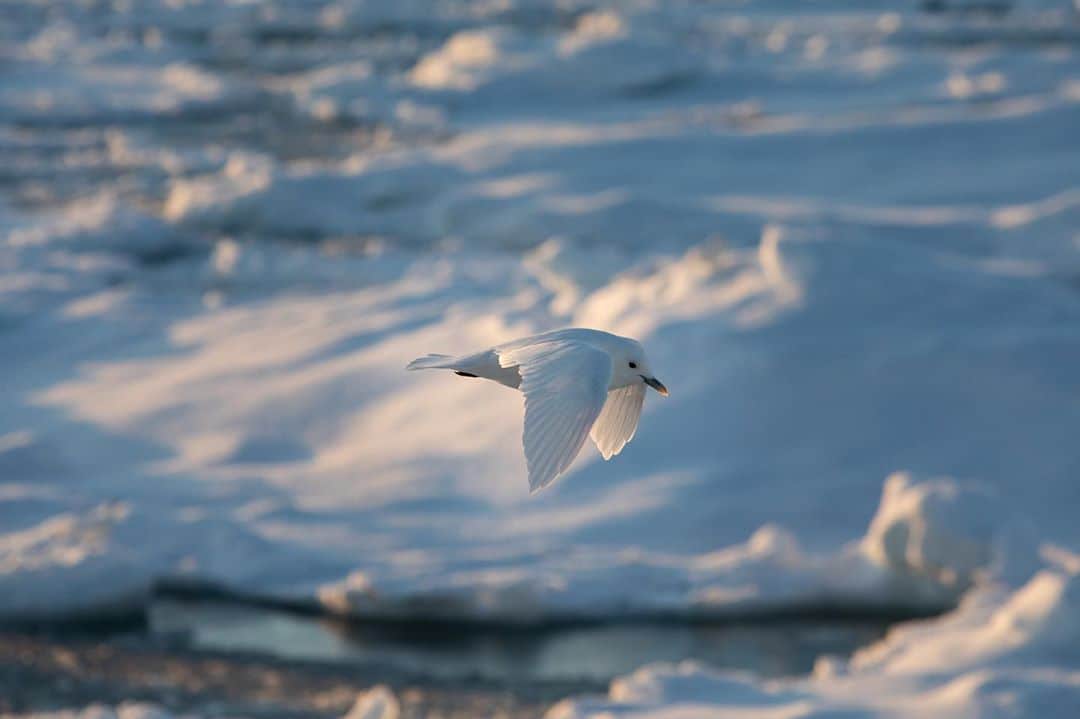 thephotosocietyさんのインスタグラム写真 - (thephotosocietyInstagram)「Photograph by @dzalcman // An ivory gull swoops through the air in search of krill and other possible tasty snacks as our ship cuts through the Arctic, leaving a small patch of open ocean in our wake before the sea ice closes in again.」11月7日 22時53分 - thephotosociety