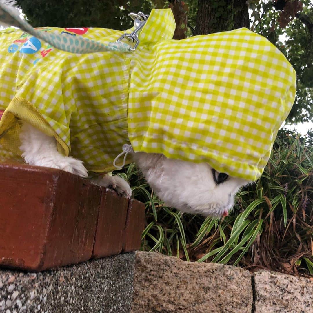 こなつのインスタグラム：「(｡•́︿•̀｡)☔️☔️🐌🍃」