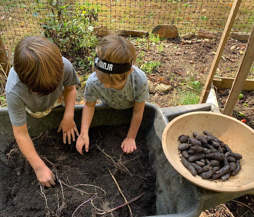 マイケル・レイディのインスタグラム：「Had to do something about my election nerves so we got out in the garden and got our hands dirty. Only a month late getting these things out of the ground.」