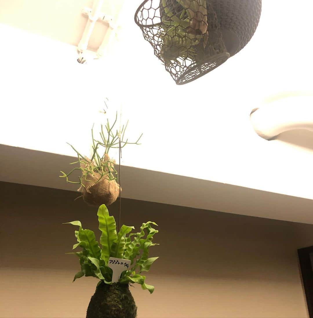 いとうせいこうのインスタグラム：「空間があれば観葉もエアプランツも吊るす。限られた空間で植物と暮らす。」