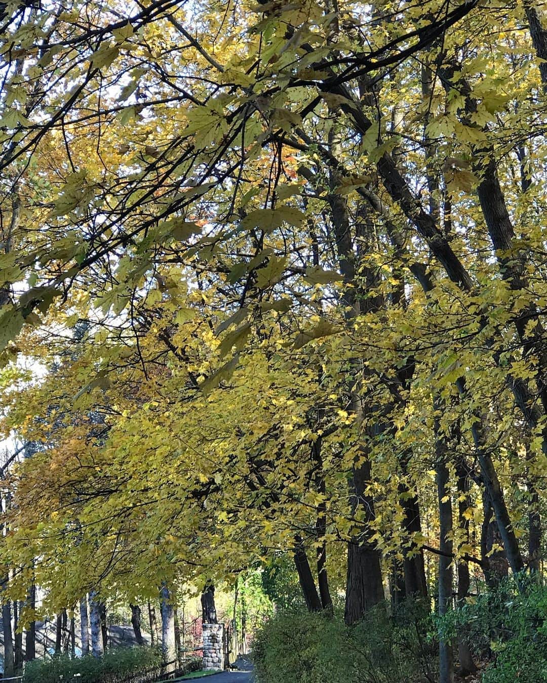 ヴァネッサ・ウィリアムスさんのインスタグラム写真 - (ヴァネッサ・ウィリアムスInstagram)「Last leaves of fall 🍁#autumn」11月7日 23時44分 - vanessawilliamsofficial
