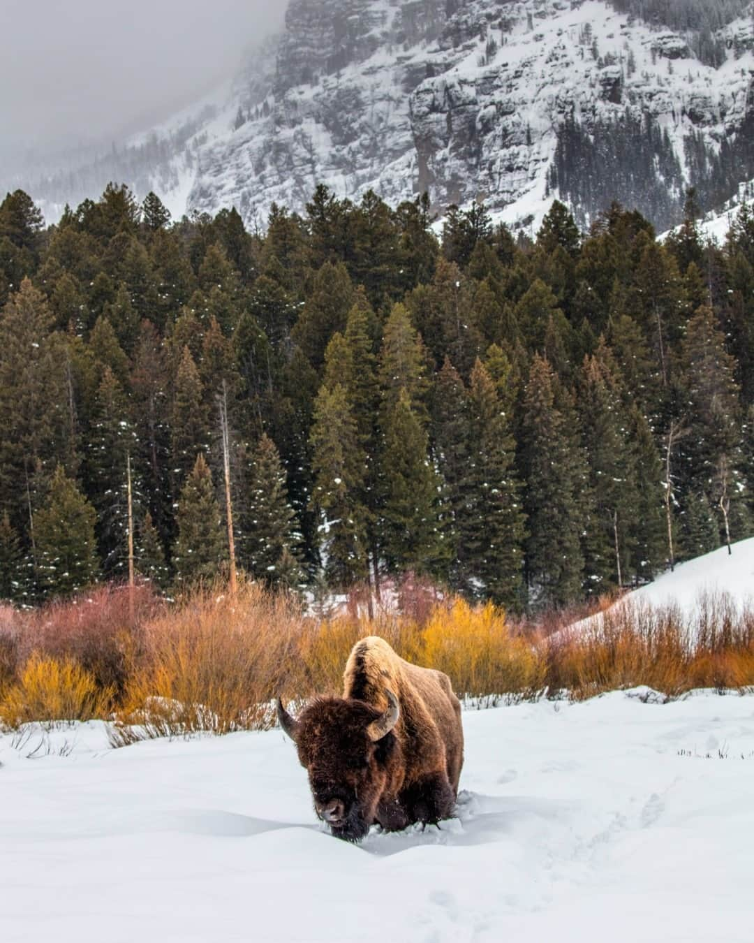 アメリカ内務省さんのインスタグラム写真 - (アメリカ内務省Instagram)「Happy National Bison Day! Our national mammal is a shaggy symbol of strength and resilience. Their thick coats and powerful necks allow them to bulldoze their way through deep snow and find food even in the dead of winter. Social animals, they gather in large herds – their collective grunting and breathing make quite a noise. Adult males can weigh over a ton while still being able to run 35 miles an hour and jump 6 feet in the air. Most impressive. Photo of a bison at Yellowstone National Park in #Wyoming by Jacob W. Frank, National Park Service. #FindYourPark #NationalBisonDay」11月8日 0時00分 - usinterior