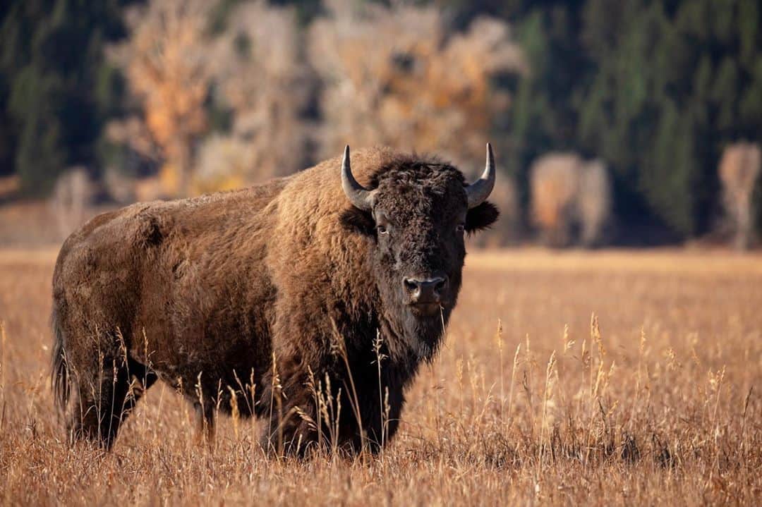 アニマルプラネットさんのインスタグラム写真 - (アニマルプラネットInstagram)「Happy #nationalbisonday! An estimated 30 to 60 million bison once roamed North America, until overhunting caused the population to fall to around 1,000 in the mid-1880s. Today, there are more than 500,000 bison in North America, most of which are privately owned. On tonight's episode of #drjeff: Rocky Mountain Vet, we head to the Rocky Mountain Arsenal National Wildlife Refuge in Denver with Dr. Baier and Hector to treat some bison in need of veterinary care. Tune in later at 9pm ET. . . . . . #bison #bisonday #americanbison #animalplanet #rockymountainvet #endangered #bovine #animals #northamerica #northamericananimals #denver #rockymountains #wildlife #wildliferefuge #pictureoftheday #photooftheday」11月8日 0時00分 - animalplanet