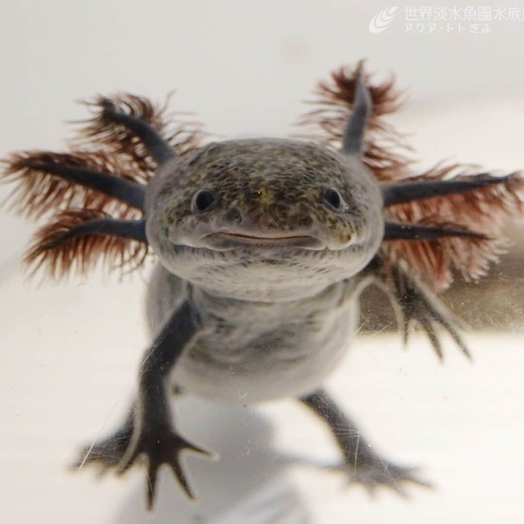 世界淡水魚園水族館 アクア・トト ぎふのインスタグラム：「企画展を通りがかると、視線を感じることがよくあります。  #アクアトト #アクアトトぎふ #アクアトト岐阜 #aquarium #ウーパールーパー#Ambystomamexicanum」